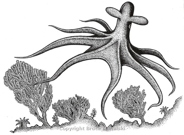 041 - Deepwater Octopus